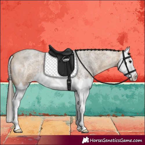 Horse Color:Buckskin Roan Splash 