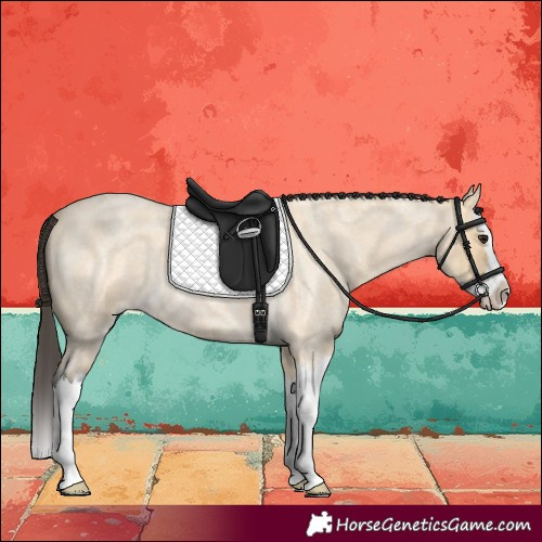 Horse Color:Buckskin Roan Splash 