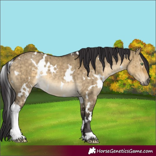 Horse Color:White Spotted Buckskin Dun Rabicano Brindle 