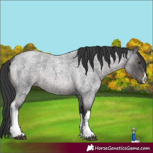 Horse Color:White Spotted Blue Roan Rabicano 