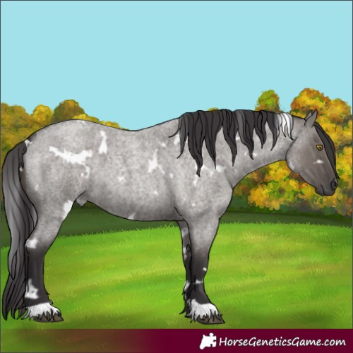 Horse Color:White Spotted Smoky Grullo Roan Brindle