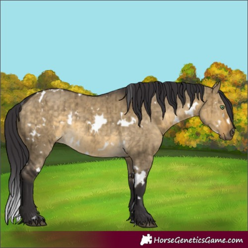 Horse Color:White Spotted Buckskin Dun Rabicano Brindle 