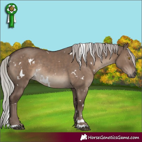 Horse Color:White Spotted Silver Grullo Rabicano