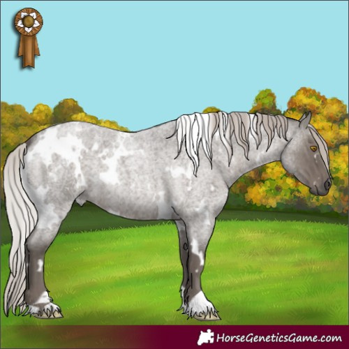 Horse Color:White Spotted Silver Blue Roan 