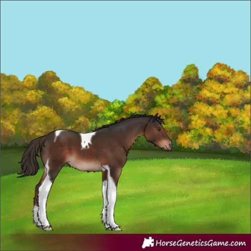 Horse Color:Liver Chestnut Tobiano 