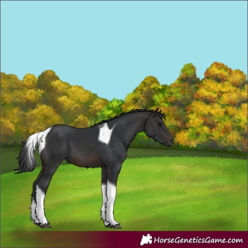 Horse Color:Brown Tobiano 