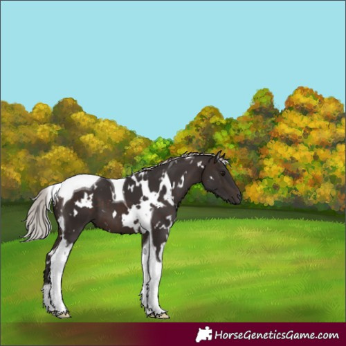 Horse Color:White Spotted Silver Brown Tobiano