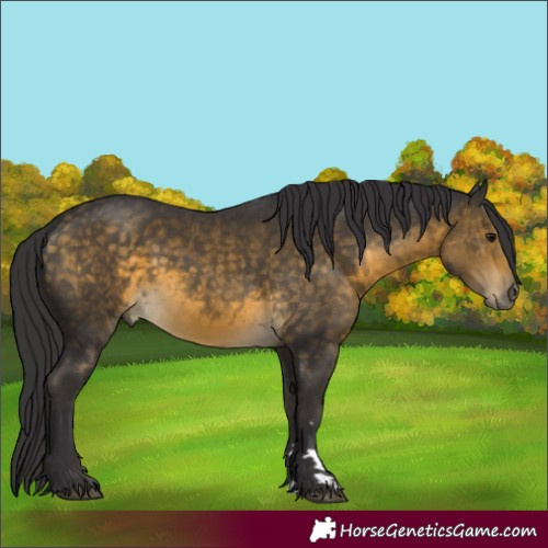 Horse Color:Buckskin