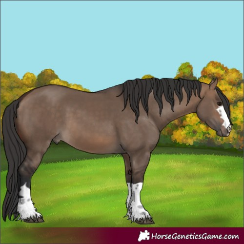 Horse Color:Brown Dun 