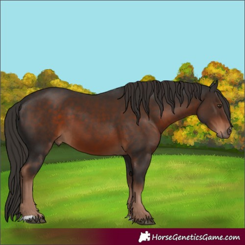 Horse Color:Liver Chestnut 