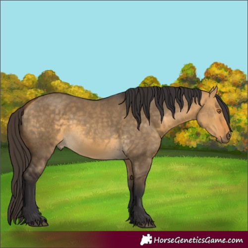 Horse Color:Buckskin Dun 