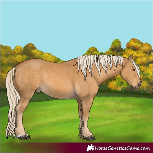 Horse Color:Palomino