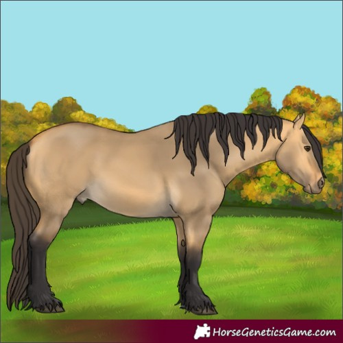 Horse Color:Buckskin Dun 