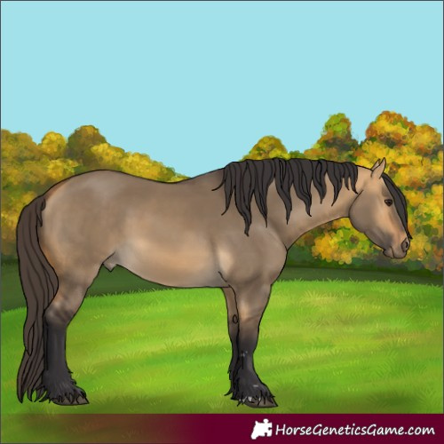 Horse Color:Buckskin Dun 