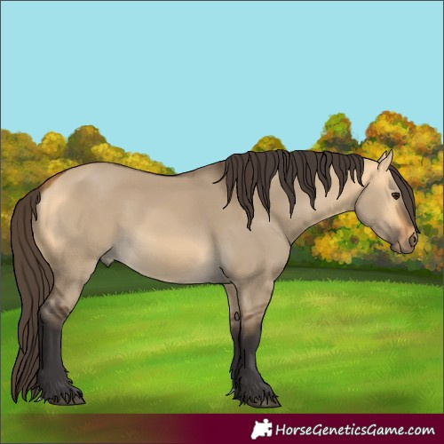 Horse Color:Buckskin Dun