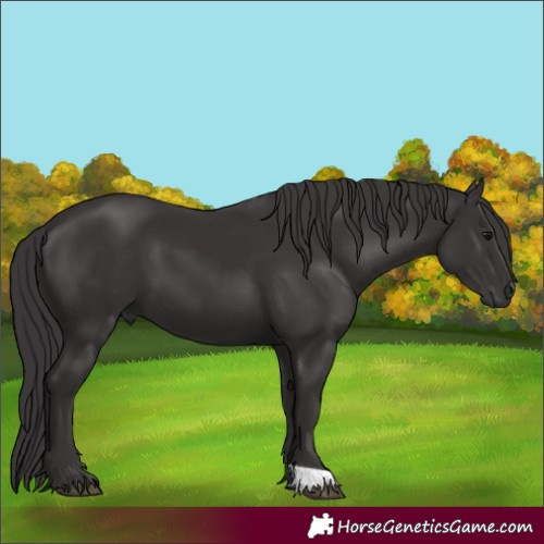Horse Color:Smoky Black and Smoky Black