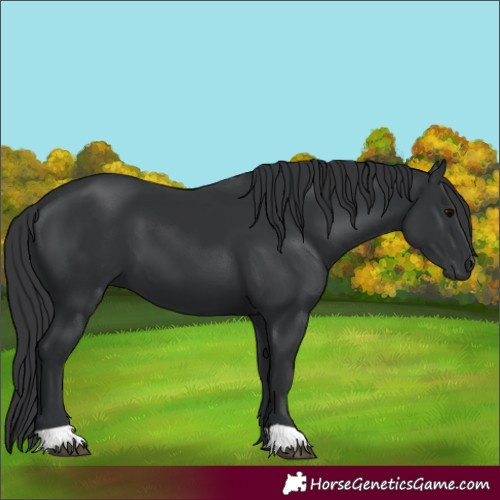 Horse Color:Black 