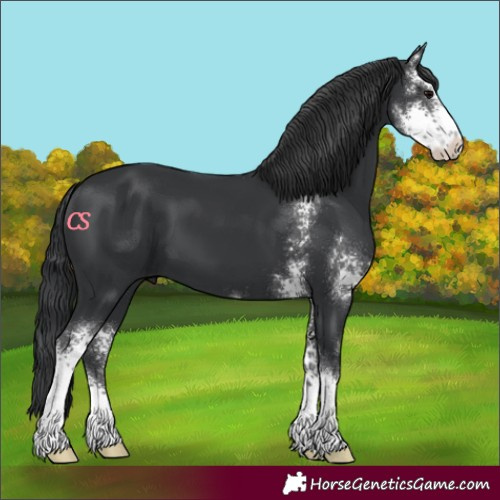 Horse Color:Unknown 