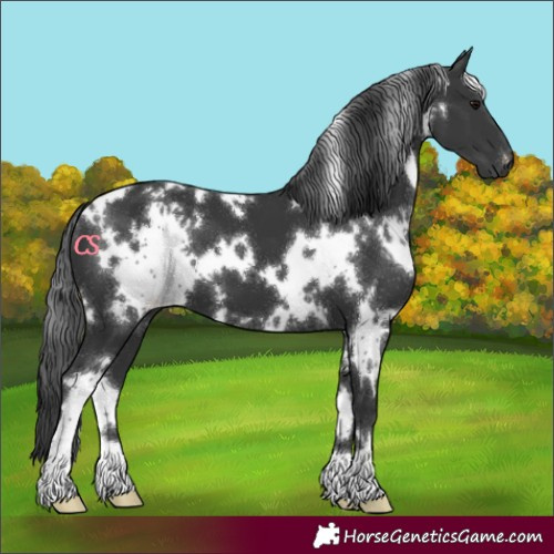 Horse Color:White Spotted Black