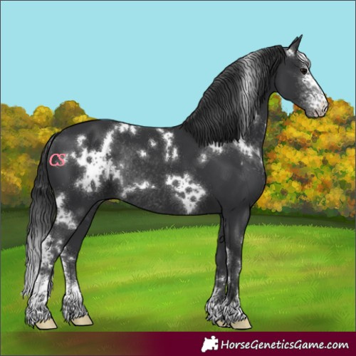 Horse Color:White Spotted Black Sabino Rabicano 