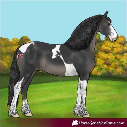Horse Color:Black Sabino Tobiano Varnish