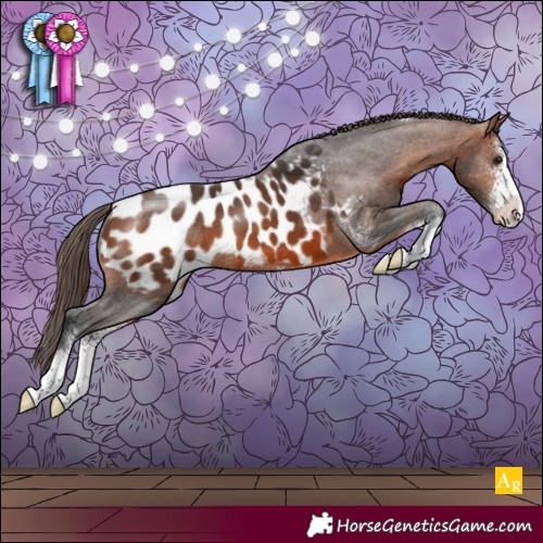 Horse Color:Bay Sabino Appaloosa 