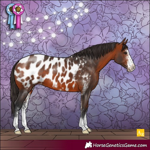 Horse Color:Bay Sabino Appaloosa 