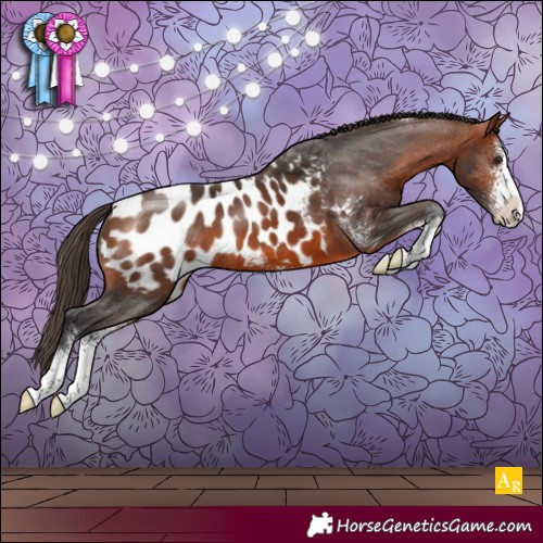 Horse Color:Bay Sabino Appaloosa 