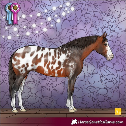 Horse Color:Bay Sabino Appaloosa 