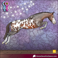 Horse Color:Bay Sabino Appaloosa 