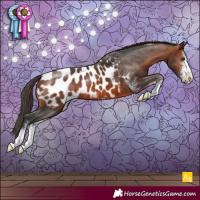 Horse Color:Bay Sabino Appaloosa 