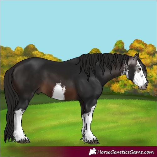 Horse Color:Gray White Spotted Bay 