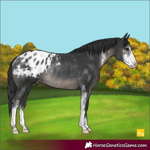 Horse Color:Black Sabino Appaloosa Rabicano 