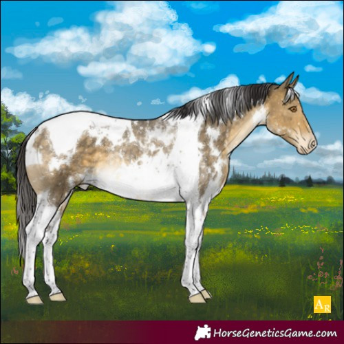 Horse Color:White Spotted Buckskin Dun Tobiano Appaloosa Rabicano 