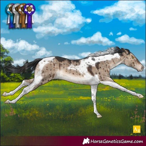 Horse Color:Brown Dun Tobiano Appaloosa Brindle