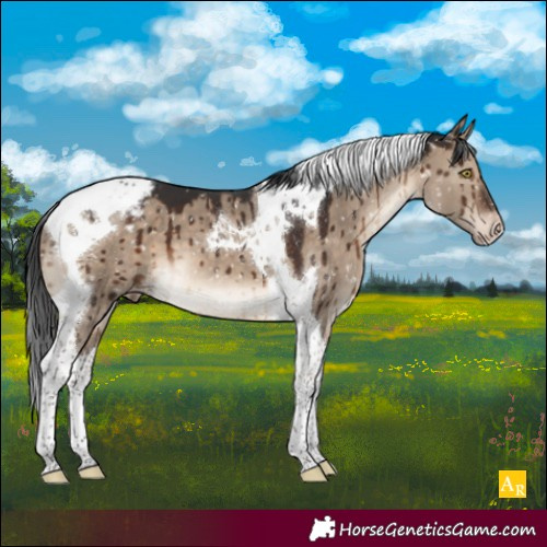 Horse Color:Brown Dun Tobiano Appaloosa Brindle 