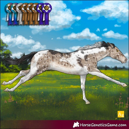 Horse Color:Brown Dun Tobiano Appaloosa Brindle