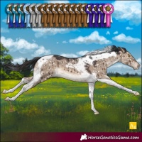 Horse Color:Brown Dun Tobiano Snowcap Brindle