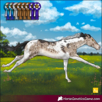 Horse Color:Brown Dun Tobiano Appaloosa Brindle