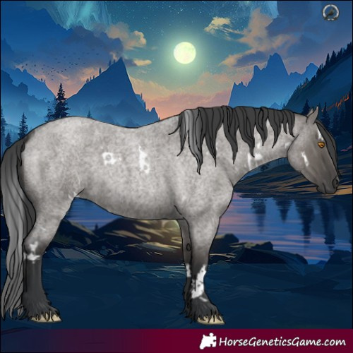 Horse Color:White Spotted Grullo Roan Rabicano
