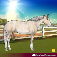 Horse Color:Powder White Silver Smoky Black Pearl Appaloosa Rabicano 