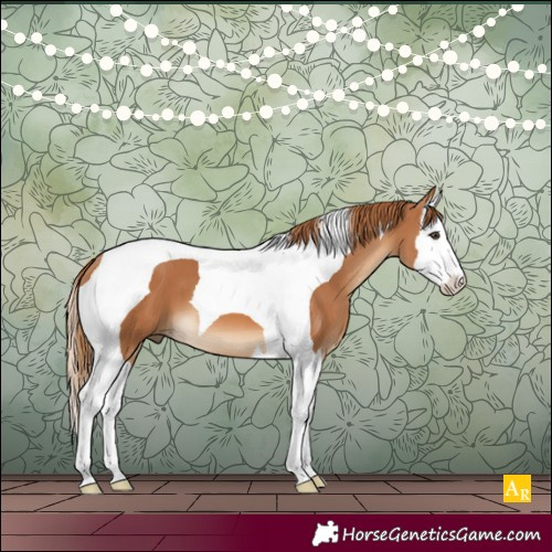 Horse Color:Chestnut Splash Tobiano