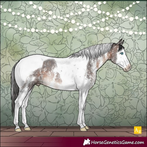 Horse Color:Brown Sabino Splash Tobiano Snowcap Rabicano 