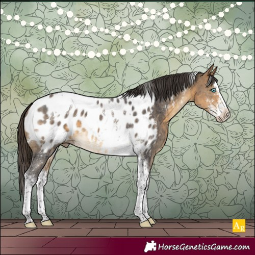 Horse Color:Buckskin Sabino Splash Tobiano Near Leopard 