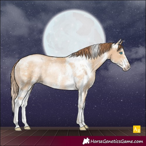 Horse Color:Buckskin Pearl Sabino Rabicano 