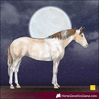 Horse Color:Buckskin Pearl Sabino Rabicano