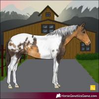 Horse Color:Buckskin Tobiano Appaloosa 