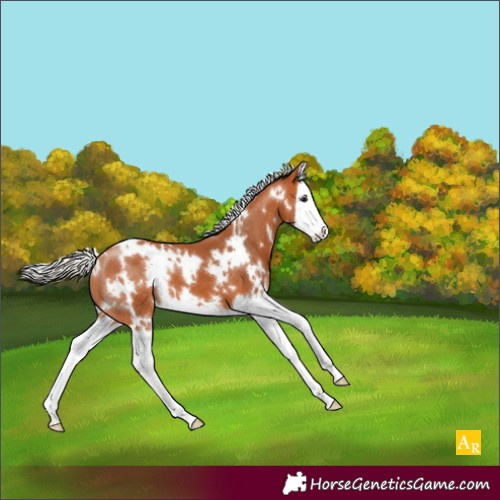 Horse Color:White Spotted Silver Bay Splash 