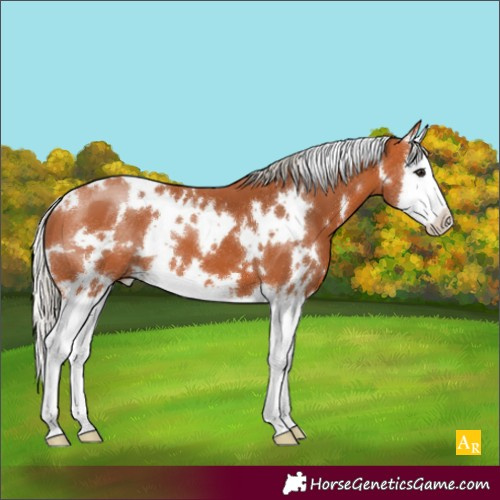 Horse Color:White Spotted Silver Bay Splash 