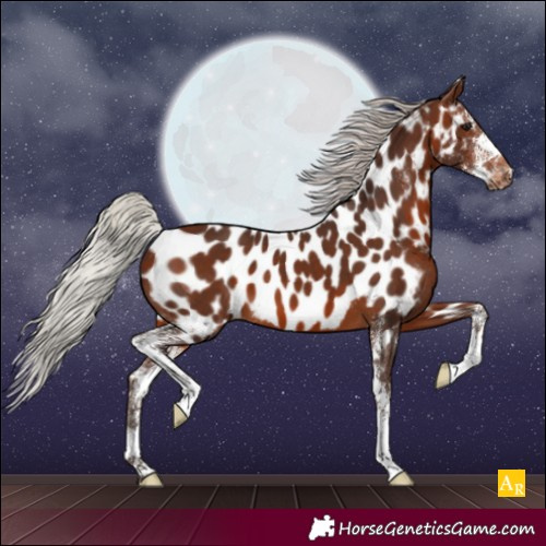 Horse Color:Silver Brown Sabino Appaloosa 